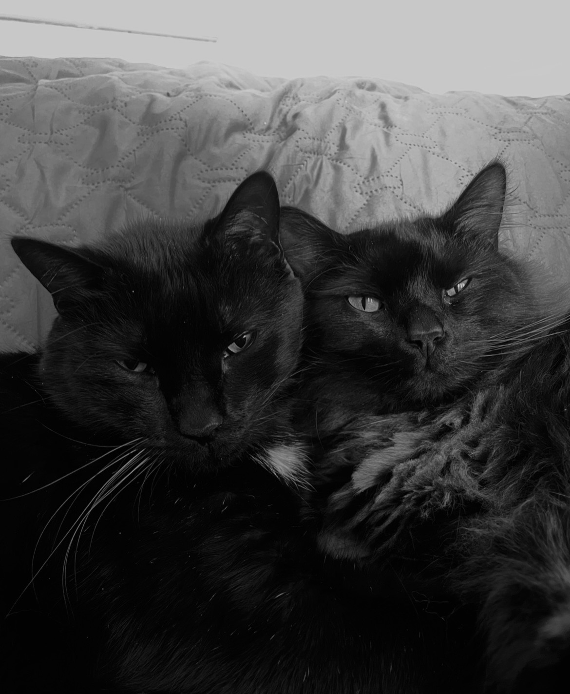 cats, Monster and Salem cuddling