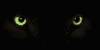 cat gif