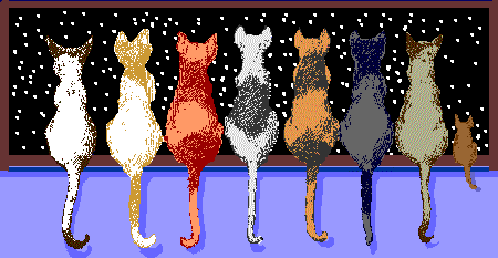 cat gif