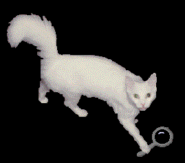 cat gif