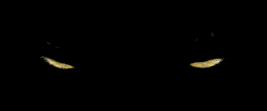 cat gif