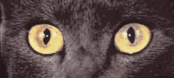 cat gif