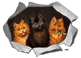 cat gif