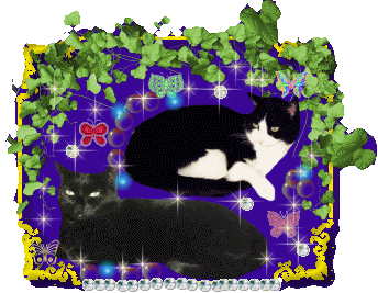 cat gif