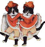 cat gif