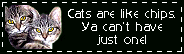 cat gif