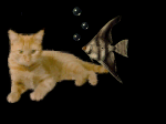 cat gif