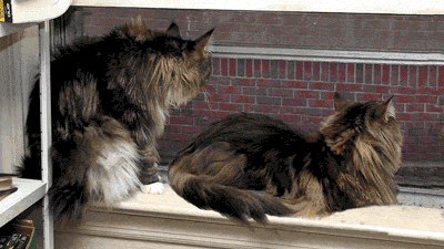 cat gif