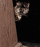 cat gif