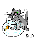 cat gif