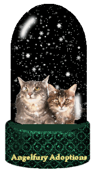 cat gif