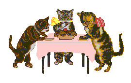 cat gif