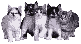 cat gif