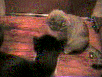 cat gif
