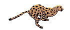 cat gif
