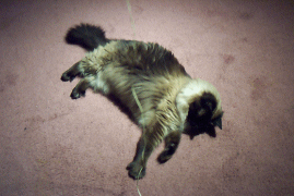 cat gif