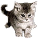 cat gif