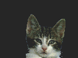 cat gif