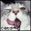 cat gif