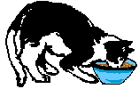 cat gif
