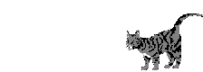 cat gif
