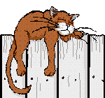 cat gif