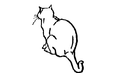 cat gif