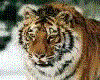cat gif