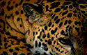 cat gif