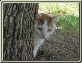 cat gif