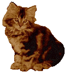 cat gif