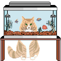 cat gif