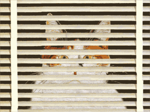 cat gif