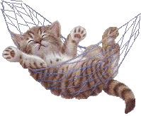 cat gif