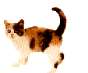 cat gif