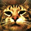 cat gif