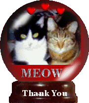cat gif