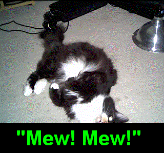 cat gif
