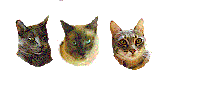 cat gif