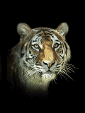 cat gif