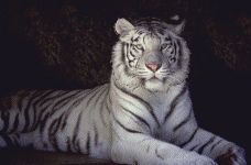 cat gif