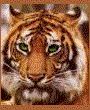 cat gif