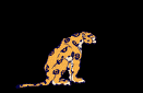 cat gif