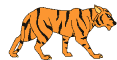 cat gif