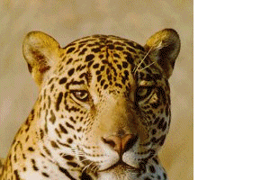 cat gif