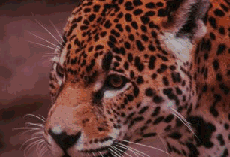 cat gif