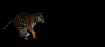 cat gif