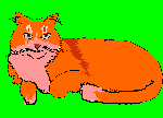 cat gif