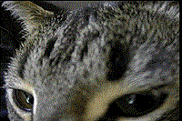cat gif