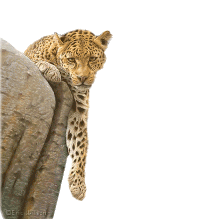cat gif